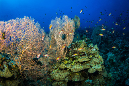 埃及红海大哈布附近珊瑚礁上美丽的大猩猩