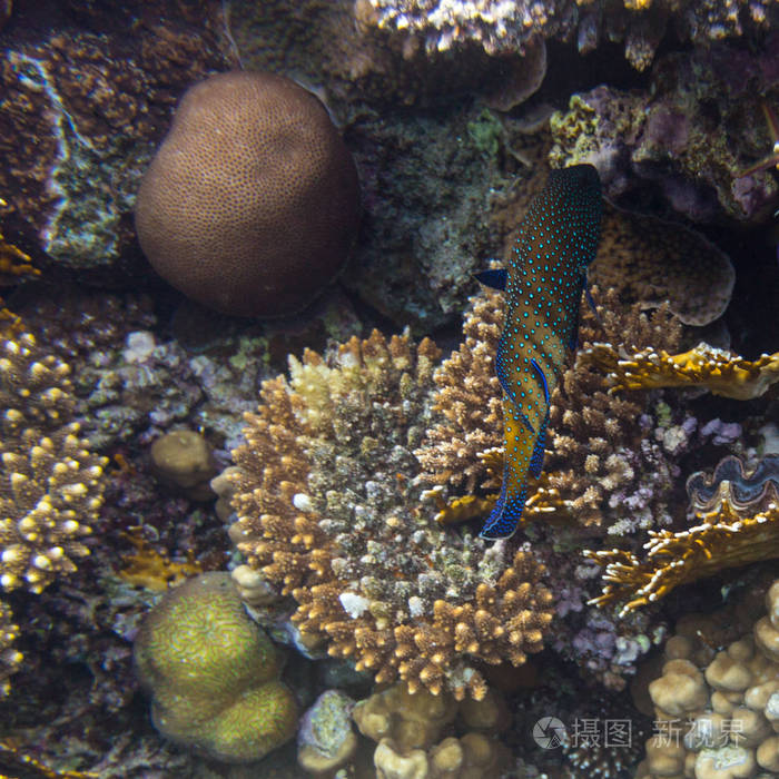 红海珊瑚礁上的蓝点石斑鱼