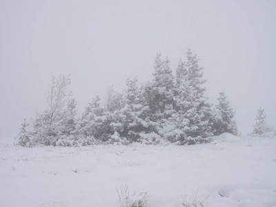 有雪树和雪花的冬季景观。 圣诞节概念