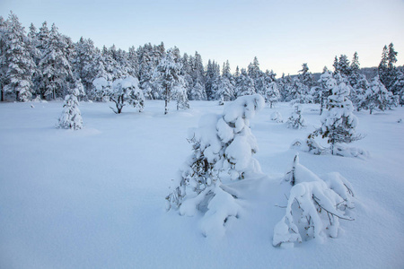 美丽的冬季景观雪树