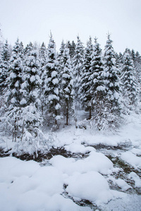 美丽的冬季景观雪树