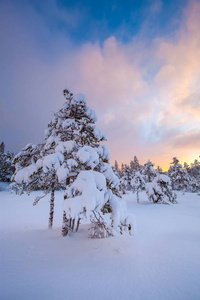 美丽的冬季景观雪树