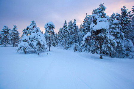 美丽的冬季景观雪树图片