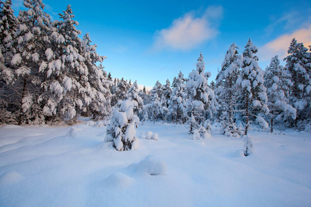 美丽的冬季景观雪树