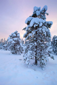 美丽的冬季景观雪树