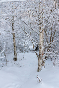 秋天的白桦林里突然下起了蓬松的雪