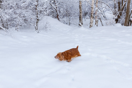 在森林郊外的雪地里玩耍图片