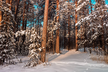 雪林中寒冷的冬季景观。 新鲜的雪使气氛很好。 山上神奇的日落是一个霜冻的日子。 在假期的前夕。