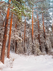 雪林中寒冷的冬季景观。 新鲜的雪使气氛很好。 山上神奇的日落是一个霜冻的日子。 在假期的前夕。