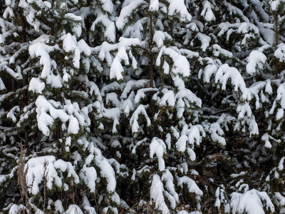 美丽的冬天背景。 风景优美的冬季壁纸。 雪覆盖着杉树的户外。 带有复制空间的自然网页横幅。 圣诞装饰品背景。