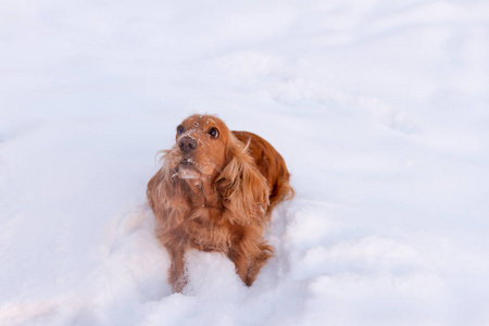 金色的英国公鸡猎犬，戴着绿领站在雪地里