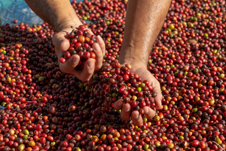 新鲜的阿拉伯红咖啡豆浆果图片