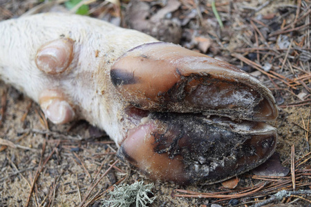 森林麋鹿图片-森林麋鹿素材-森林麋鹿插画-摄图新视界