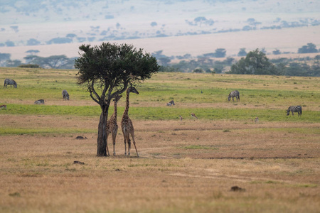 长颈鹿在瞪羚和斑马附近浏览树