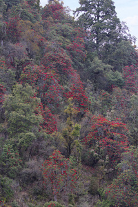 杜鹃属植物, 在荒地科, 山科, 常绿或落叶。mukteshwar, uttarakhand, india