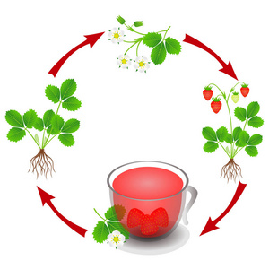 从植物草莓到浆果茶的循环。