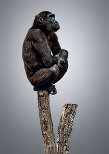 大猩猩坐在树上