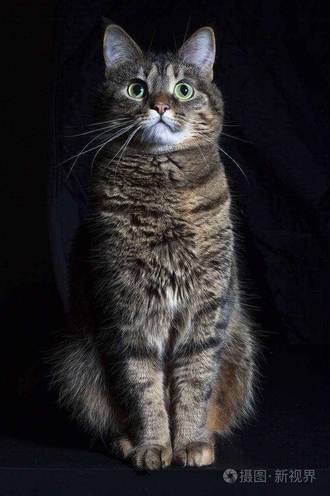 黑色背景下的家用猫