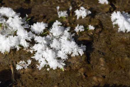 水中的霜在芽上