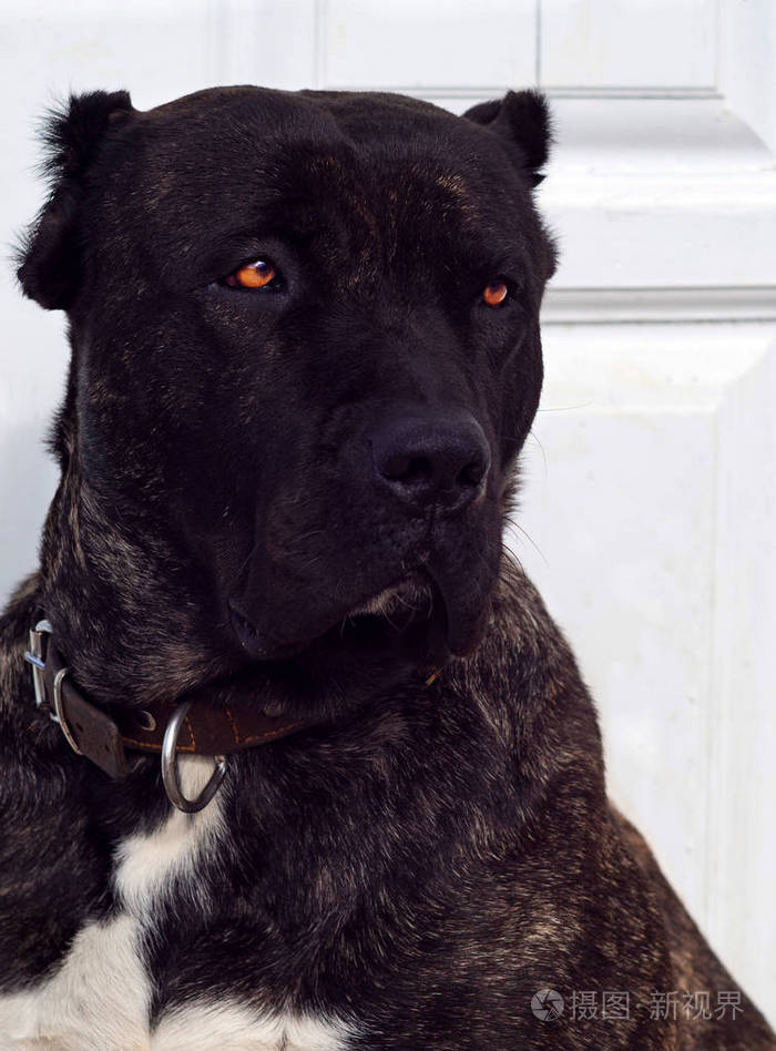 大红狗种沙皮睡在街上