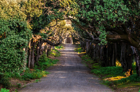 穿过树木的一条小路通向猎鹰别墅。 弗拉斯卡蒂。 罗马。 意大利。