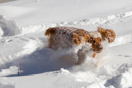 纯种快乐的英国公鸡猎犬在刚落的尘土飞扬的雪地里玩耍和奔跑