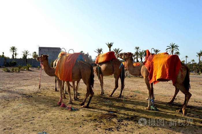 非洲单驼峰骆驼或龙马。 骆驼正准备在纵队里建造一辆大篷车。