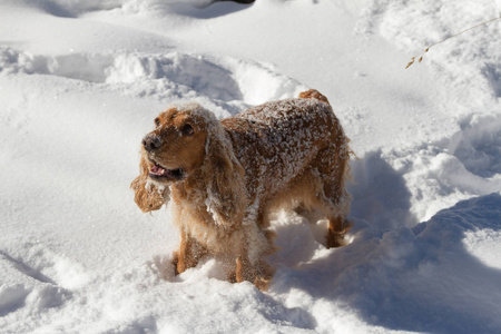 英国公鸡猎犬小狗在下雪的冬天玩耍。