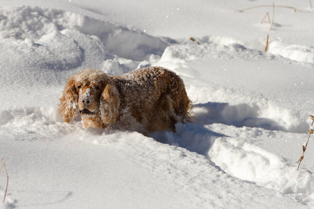 在雪地上玩耍时，一只小公鸡看着你