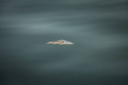 死鱼漂浮在水里图片