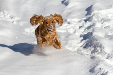 纯种快乐的英国公鸡猎犬在刚落的尘土飞扬的雪地里玩耍和奔跑