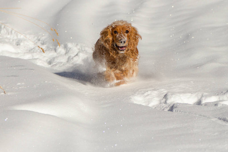 在雪地上奔跑快乐的英国公鸡猎犬