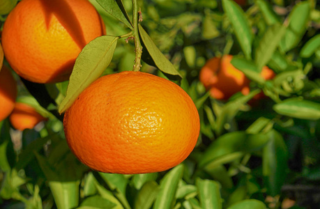 橘子或橘子水果园。十一月