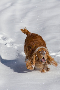 英国公鸡猎犬小狗在下雪的冬天玩耍。