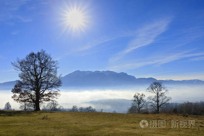 一棵橡树，背景是雾和太阳