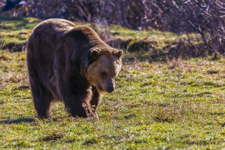 欧洲棕熊在森林里散步