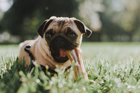 幸运的小狗图片