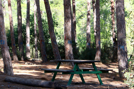 以色列北部开放的城市公园里有一个长凳