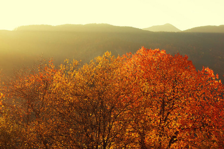 在山上观看秋天的森林和喀尔巴阡山脉的美妙的晴天