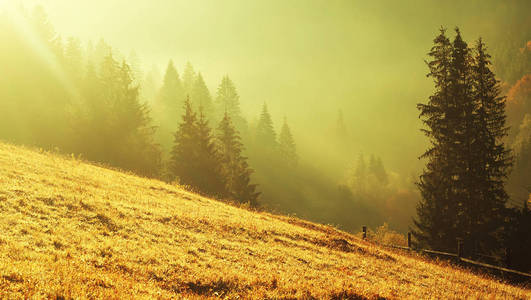 傍晚太阳的光线穿过云层和雾气，照射到群山中美丽森林的草地上