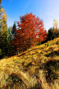 在喀尔巴阡山欣赏秋天的森林