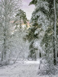 去雪林之旅。 雪。 降雪。 在树林里散步。