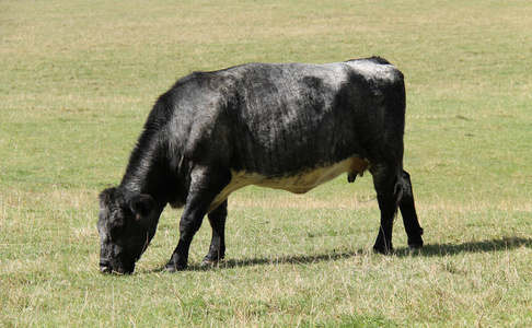 在草地上放牧的奶牛场奶牛。