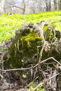 树桩根系自然背景