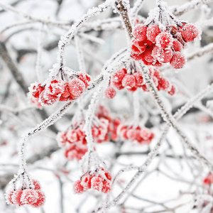 冬季振动。 卡里纳在雪地里。 美丽的冬天。 初霜