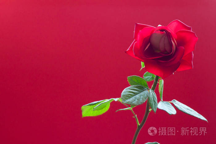 美丽的红色玫瑰红色背景与复制空间