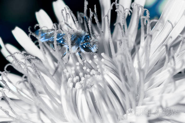 蓝色色调的花上大黄蜂的图像。