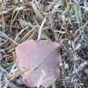 冻的草关闭图片