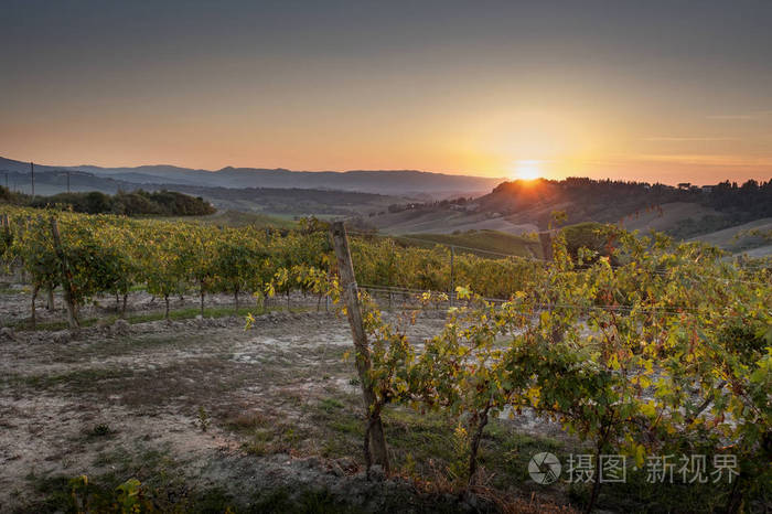意大利比萨省Peccioli山谷的Peccioli乡村景观，加工和照料葡萄酒葡萄园