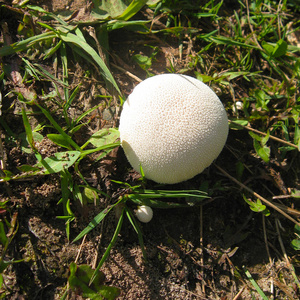 阳光下草中的白色膨球蘑菇。 顶景广场照片
